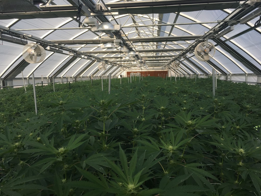 Legal cannabis conley greenhouse healthy plants